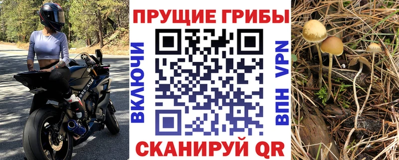 как найти закладки  Пыталово  ссылка на мегу tor  Псилоцибиновые грибы Psilocybe 